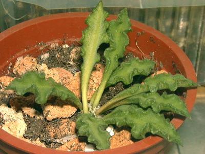 افوربیا دکاری